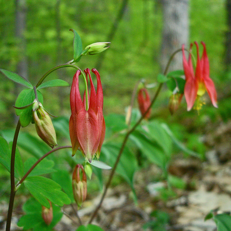 drooping red flower stems