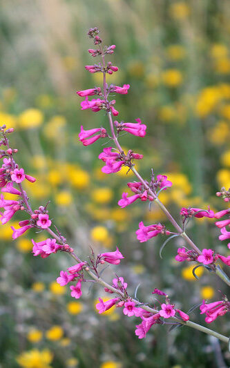 small magenta bell-shaped flowers 