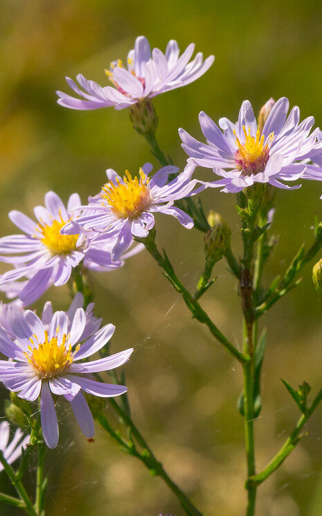 light purple stemming flowers 