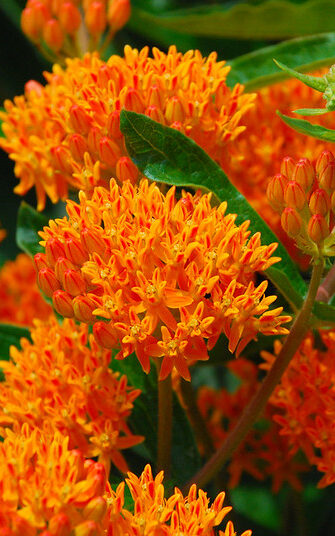 small clumping orange flower heads