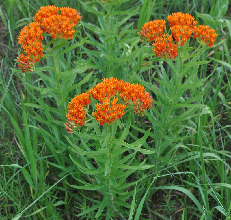 plant with long green leaves and small, clumped orange flowers