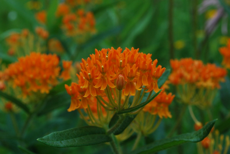 flowerhead of small orange flowers