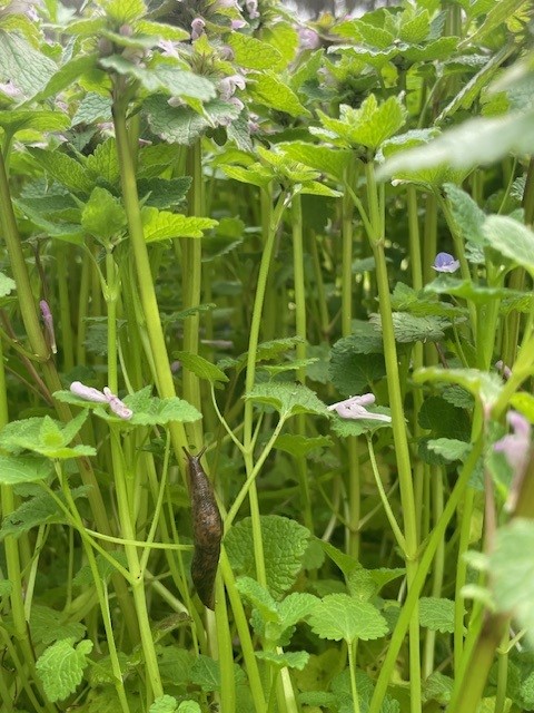 lush vegetation with a slug on the stem