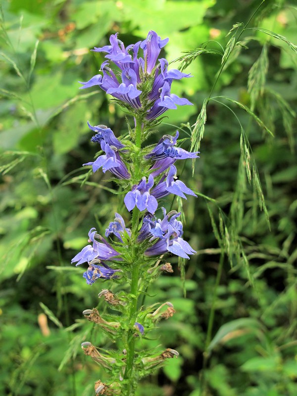 violet bells-shaped flowers on vertical great blue lobelia