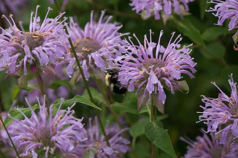 purple skinny petals of the wild bergamot attracting a bee 