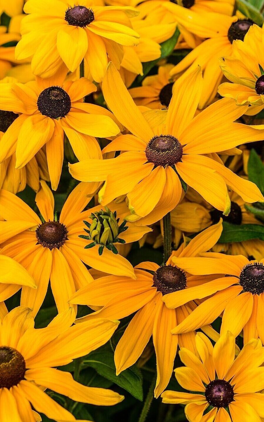 several opened, golden-yellow petaled flowers