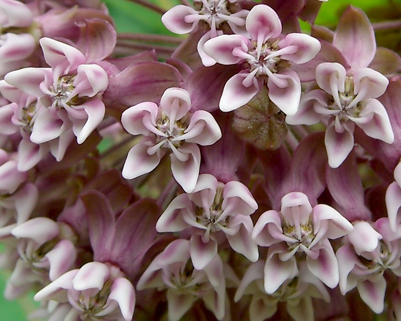 close up of small pink common milkweed flowers