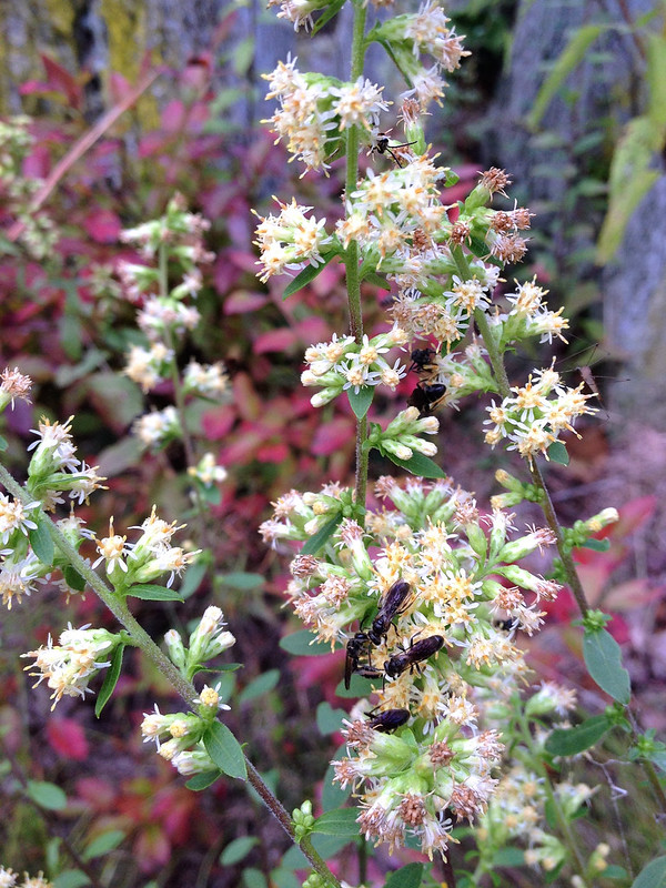 white opening flowers of white goldenrod attracting an insect