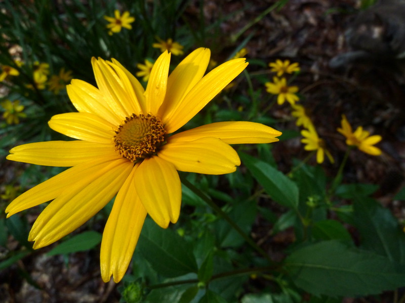 singular oxeye sunflower with yellow petal and mustard center