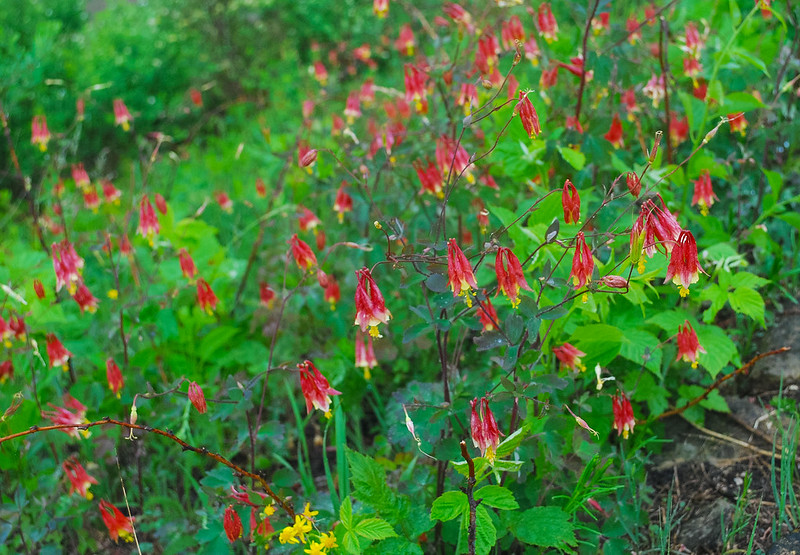 a large plant of wild columbine flowers