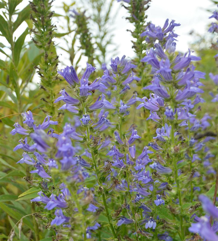 several great blue lobelia plants with violet bell-shapes flowers