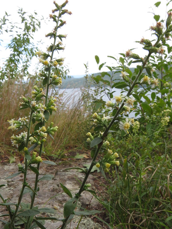 sparse white flowers on white golden rod