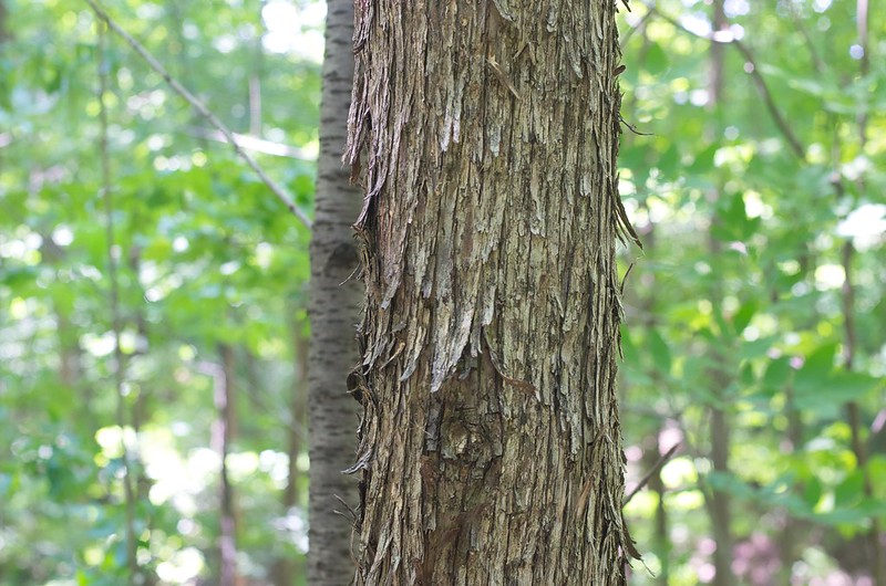 bark of shagbark hickory peeling off in small planks