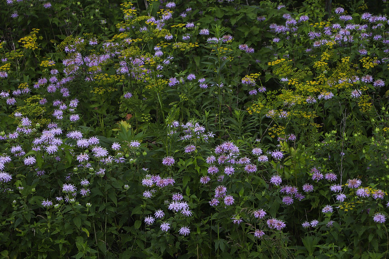 large plant of wild bergamot with spotted purple flowers