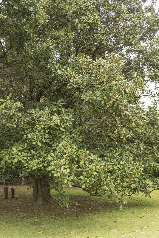 large sweetbay magnolia