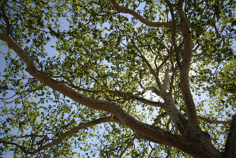 branching thick american sycamore