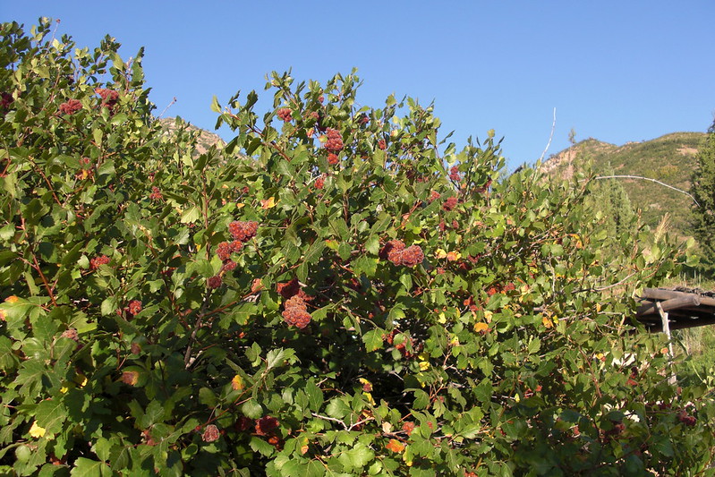 bush of fragrant sumac with clumps of red berry-like fruits