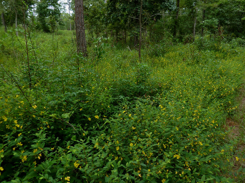 Partridge Pea – Native Plants of W&L