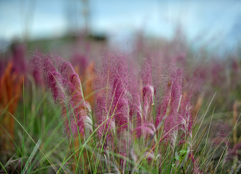 muted red-pink fronds of the pink hair grass plant