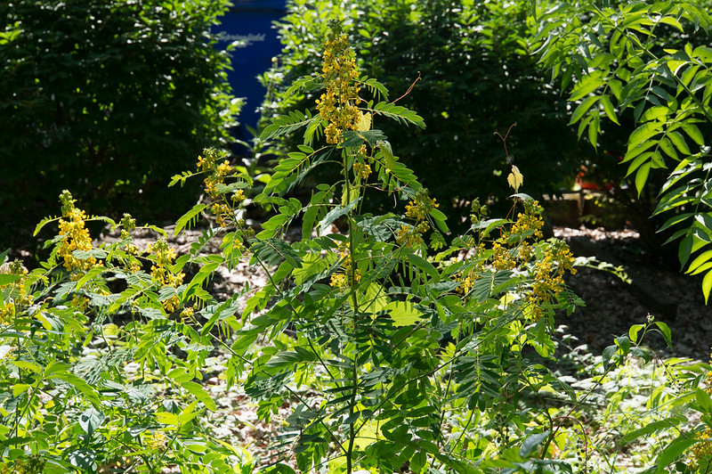 large wild senna plant with branching parts