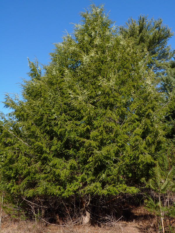 christmas-tree shaped eastern hemlock
