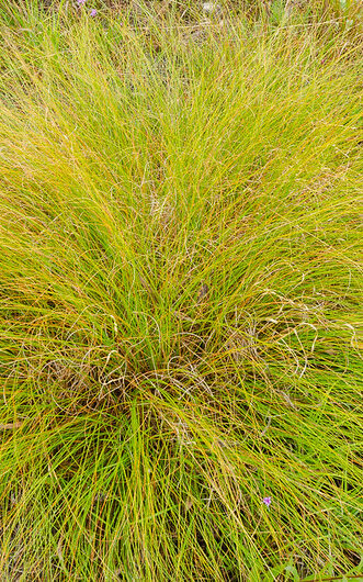 prairie dropseed grass bush
