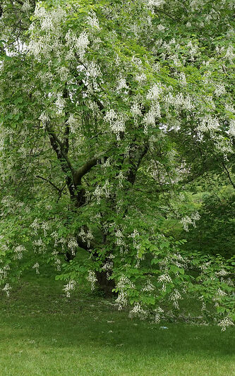 american yellowwood with green leaves and dropping white flower clusters