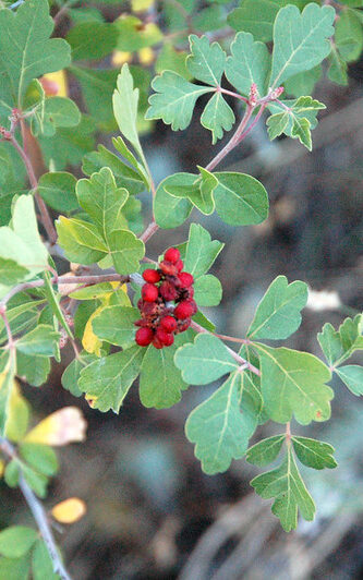 rounded leaves and clump of red berries of fragrant sumac