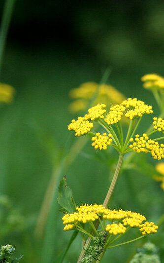 clumped, small golden alexanders plant