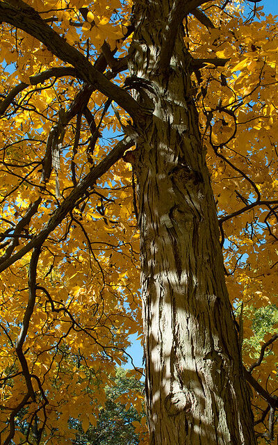 shagbark hickory with yellow leaves and with peeling bark