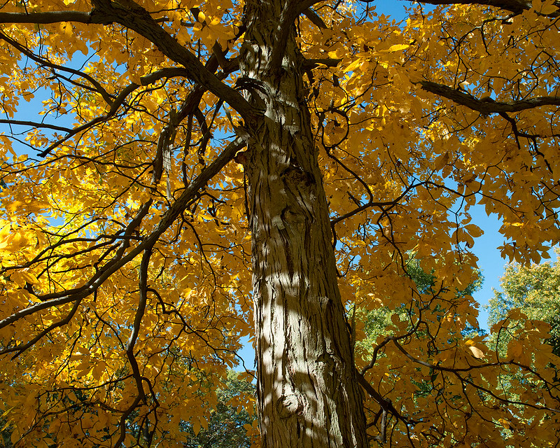 yellow-leaved shagbark hickory with bark peeling