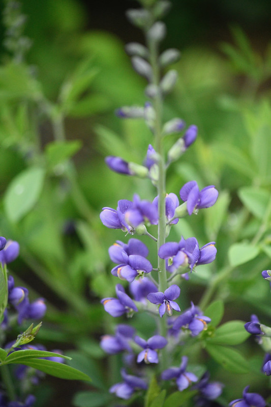 vertical, purple flowers of the wild blue indigo plant