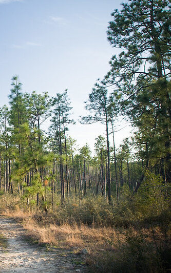 forest of longleaf pines