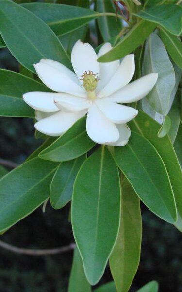 cream magnolia flower with large green leaves