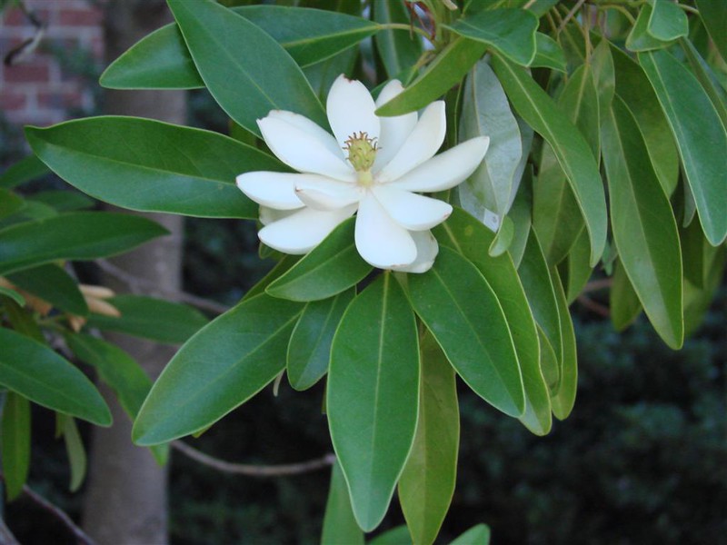 open, cream flower of the sweetbay magnolia surrounded by wide green leaves