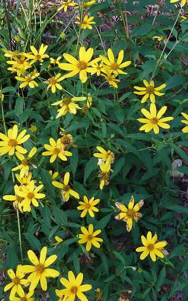 oxeye sunflower with yellow petals and a mustard center