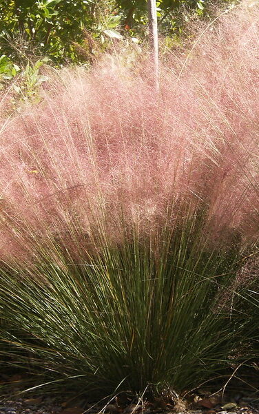 pink, soft tufts of the pink hair grass