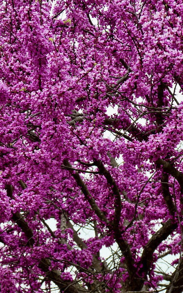 bright pink eastern redbud tree