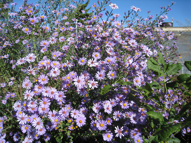 bush of many smooth asters in lavender color
