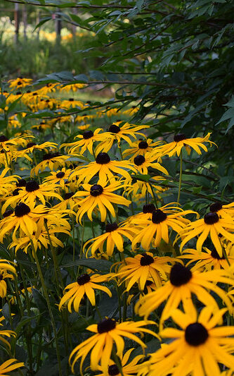 golden flowers of black eyed susan