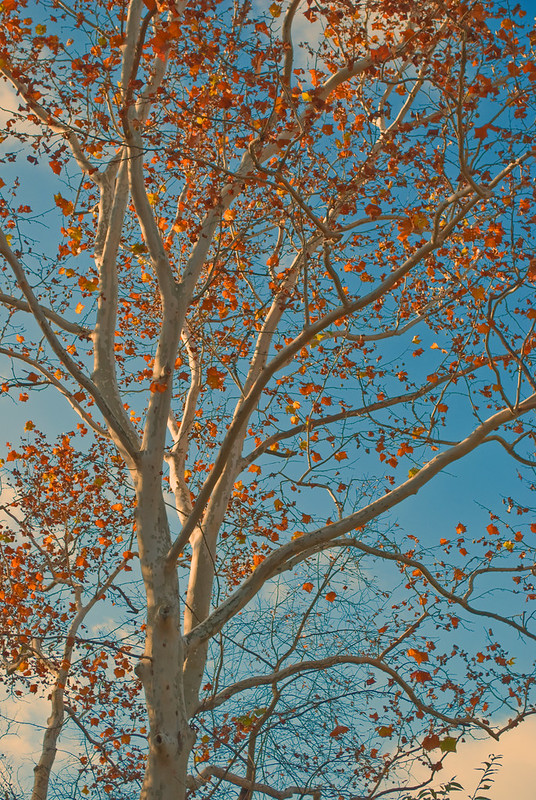 white barked american sycamore with red leaves