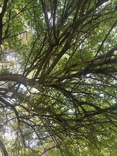 branching tree overhead 