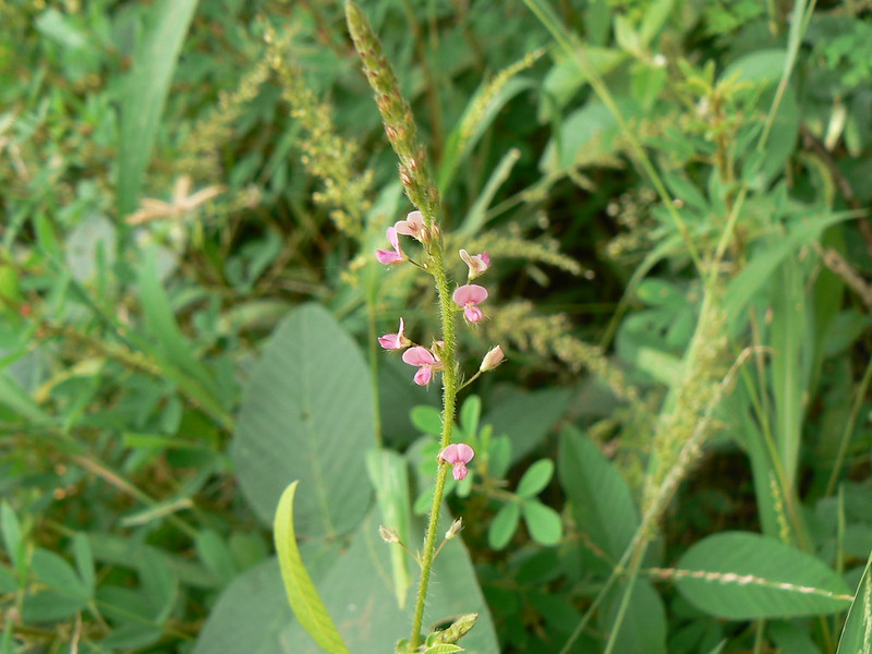 small pink flowers of the perplexing tick trefoil 