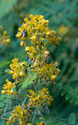 small yellow flower clumps of wild senna