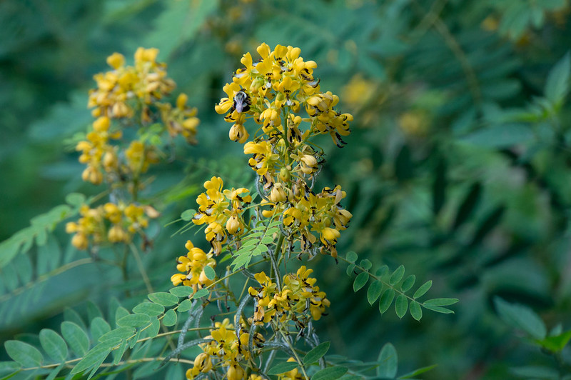 small bell-like yellow flowers clumped on the wild senna plant