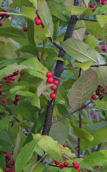 rounded leaves and red berries of the common winterberry